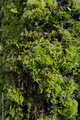 mousse, lichen, arbre, écorce,