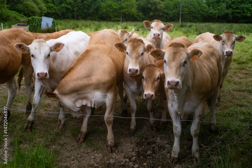 Vache Blonde d'Aquitaine, champ, prairie Vache Blonde d'Aquitaine, champ, prairie