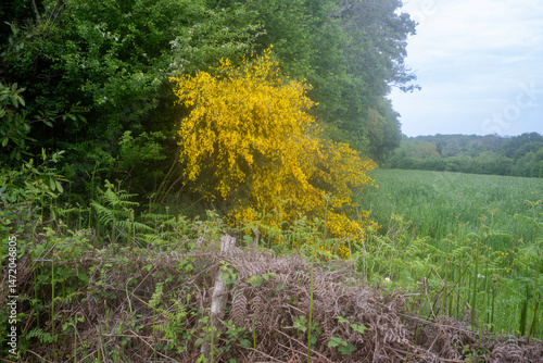 Genét à balais, Cytisus scoparius, haie, champ, culture, prairie, Vendée, 85, France