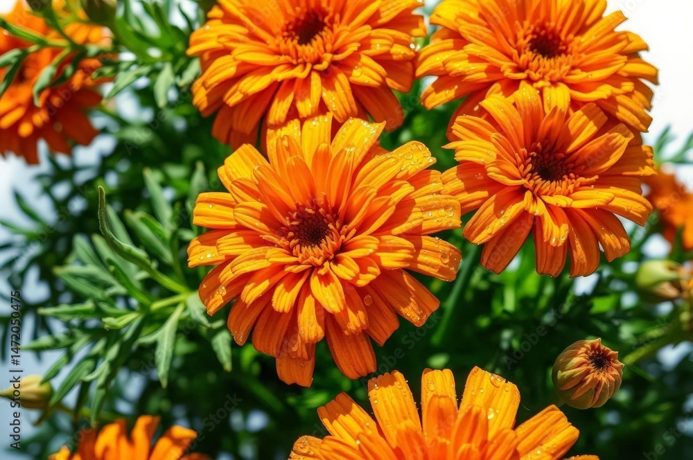 Close-Up of Vibrant Marigold Flowers Close-Up of Vibrant Marigold Flowers