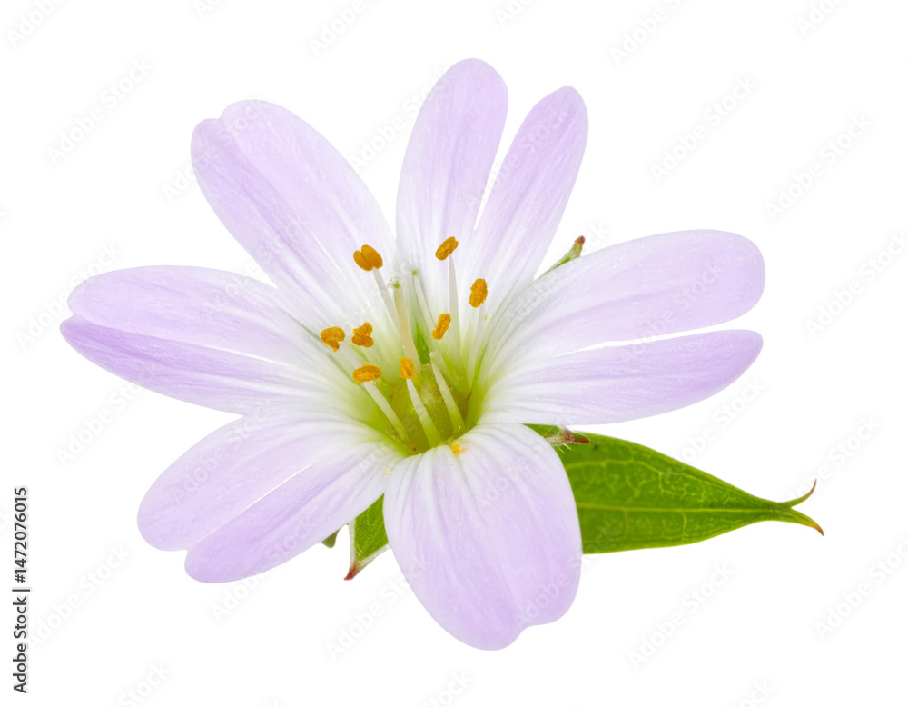 Isolated White Flower with Transparent Background Floral Element Cutout
