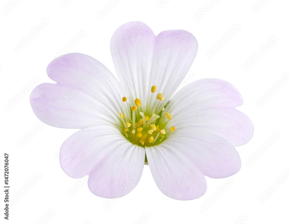 Isolated White Flower Transparent Background Petals Macro Close Up Blossom Cutout