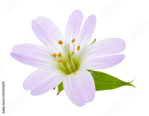 Obraz na płótnie Isolated White Flower with Transparent Background Floral Element Cutout w salonie