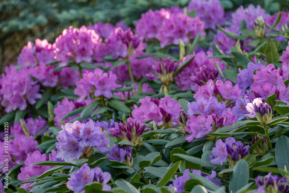 Fototapeta premium rhododendronblüte im Münsterland