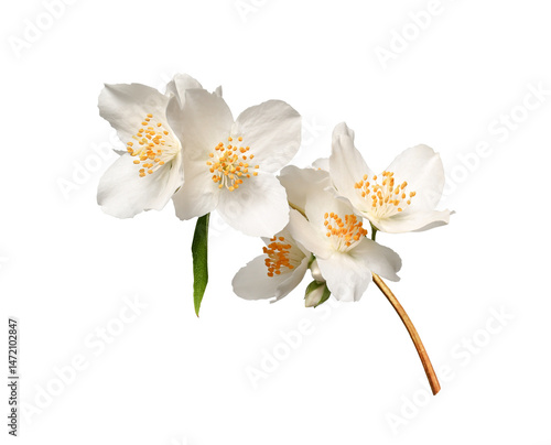 A branch of blooming jasmine (Philadelphus coronarius) isolated on a white background. Element for creating designs, cards, patterns, floral arrangements, frames, wedding cards and invitations.