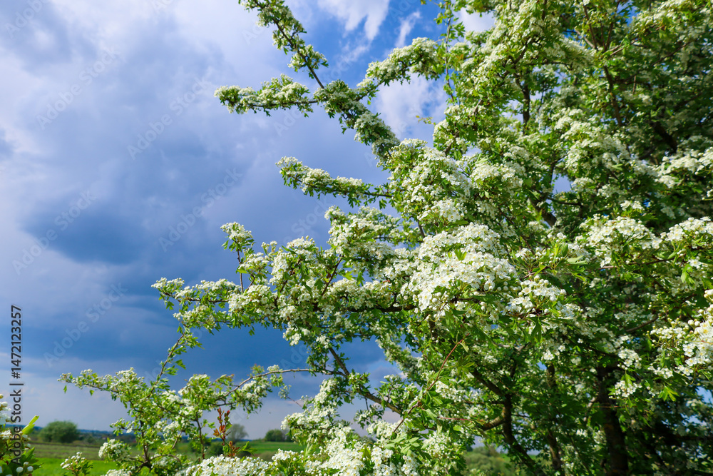 Obraz premium Blooming hawthorn covered with white flowers against a blue sky with clouds. Green leaves of the tree stand out brightly against the light background.