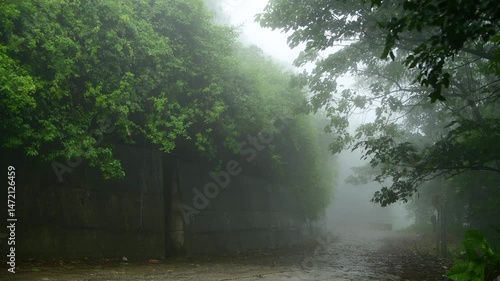 Exploring a quiet forest path on a rainy day