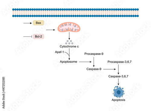 Apoptosis, programmed cell death, intrinsic pathway. Cell breaks into apoptotic bodies. Vector illustration.	
