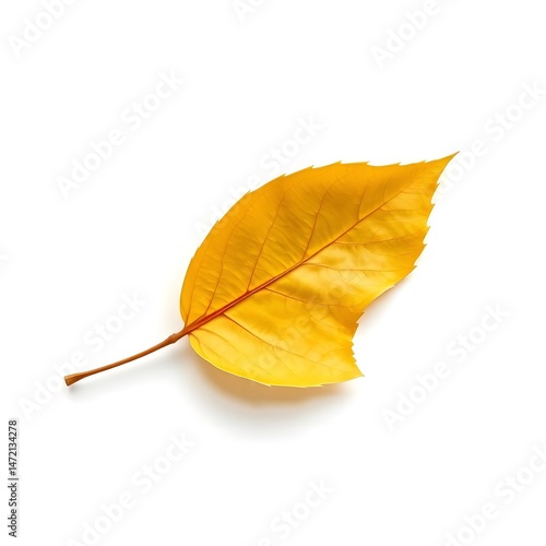 yellow leaf isolated on white background