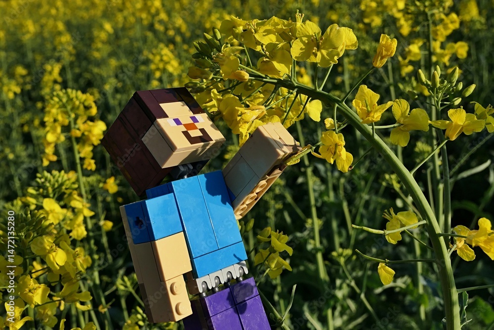 Naklejka premium LEGO Minecraft action figure of smiling main character Steve in blue shirt, reaching for yellow blossoming Rapeseed plant tip (Brassica Napus), sunlit by spring afternoon sunshine.