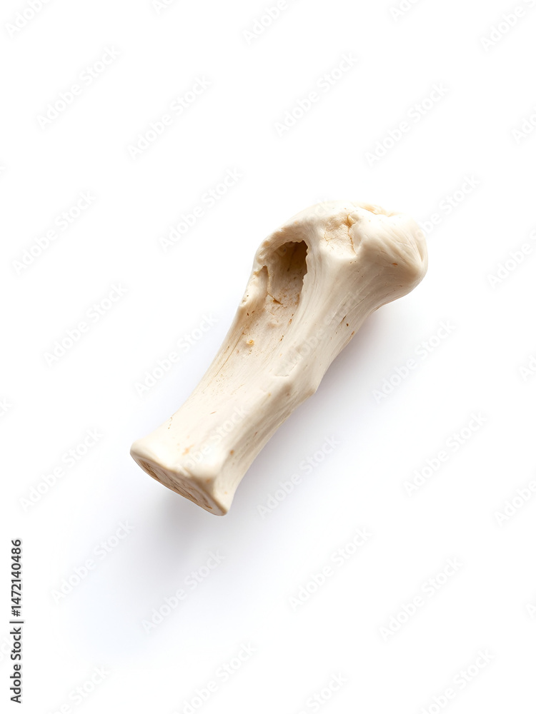 Fototapeta premium isolated animal bone, detailed macro on white background.