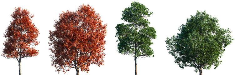 Set of summer and autumn Acer opalus (the Italian maple) frontal isolated png on a transparent background perfectly cutout	