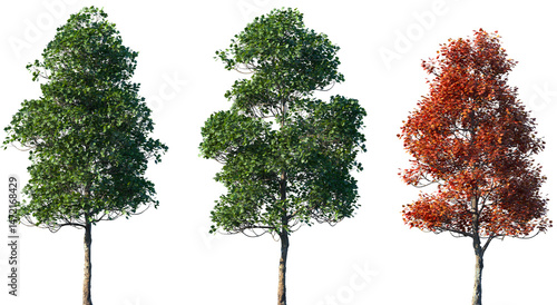 Tableau sur toile Set of summer and autumn Acer opalus (the Italian maple) frontal isolated png on