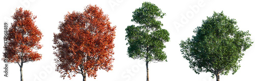 Set of summer and autumn Acer opalus (the Italian maple) frontal isolated png on a transparent background perfectly cutout	