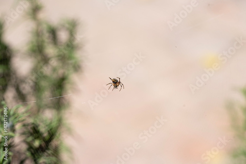 Quadro em tela Small spider on its web