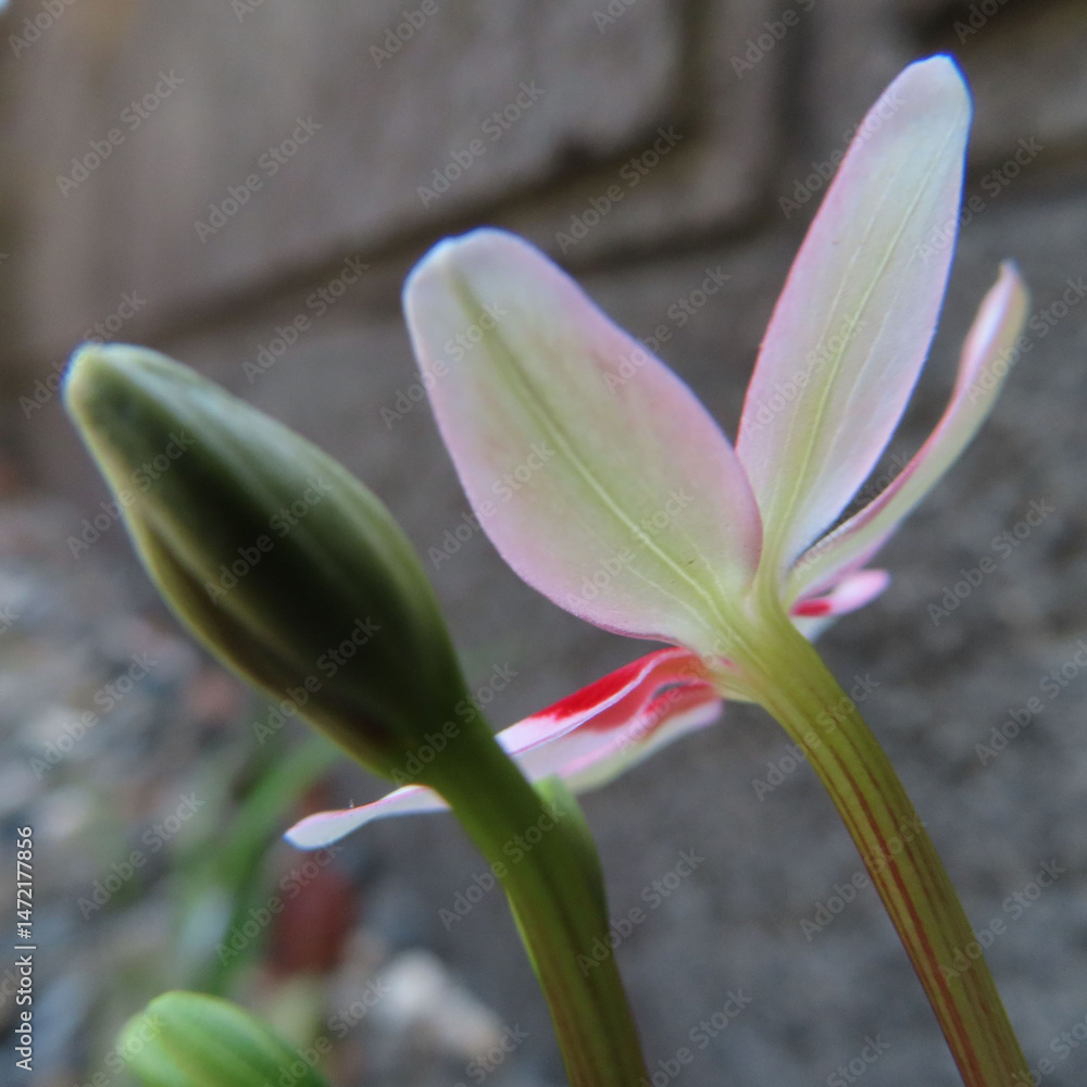 Obraz premium 日本で春にヒメヒオウギが淡いピンク色の花を咲かせています