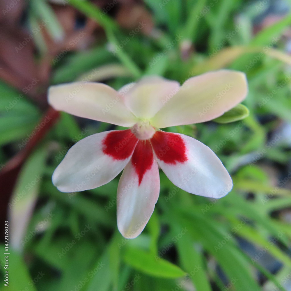 Fototapeta premium 日本で春にヒメヒオウギが淡いピンク色の花を咲かせています