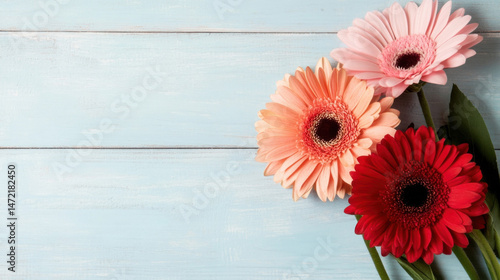 Three gerbera daisies in pink, peach, and red rest on a light blue wooden surface, creating a vibrant floral arrangement. : Generative AI