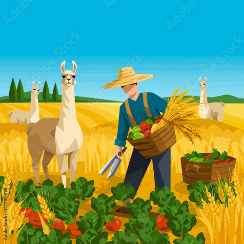 Farmer Harvesting Crops in Field with Llamas Farm Animals Present