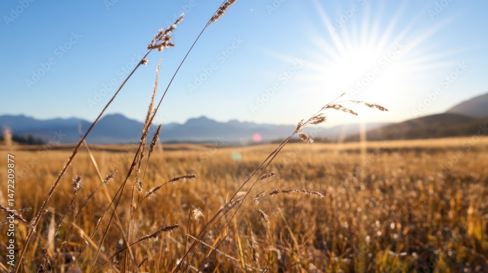Fototapeta premium Golden hour sunlight illuminates tall grasses in a vast field, with distant mountains under a clear blue sky, creating a serene autumnal landscape. : Generative AI