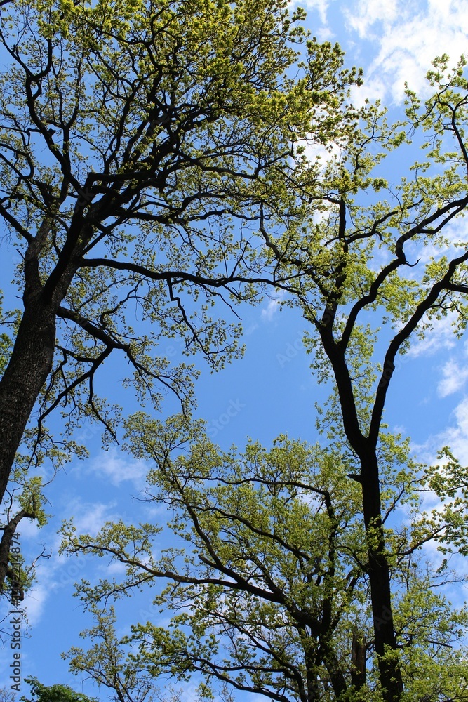Fototapeta premium trees in the park, tree with blue sky