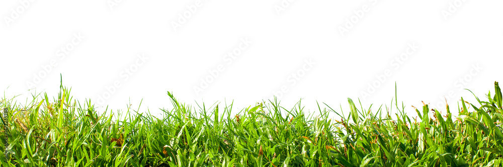 Fototapeta premium green grass isolated on white