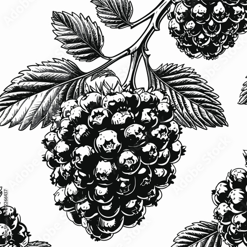 blackberry fruit vector art for graphic design
