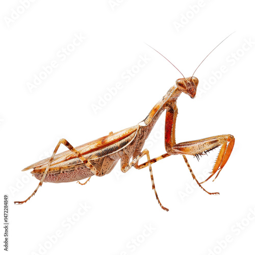 Wallpaper Mural Fascinating Close-Up of a Praying Mantis on a white background. Torontodigital.ca