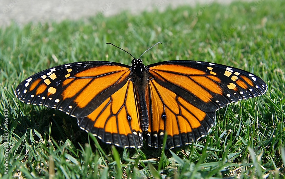 Fototapeta premium Monarch Butterfly Wings Spread Resting on Green Grass