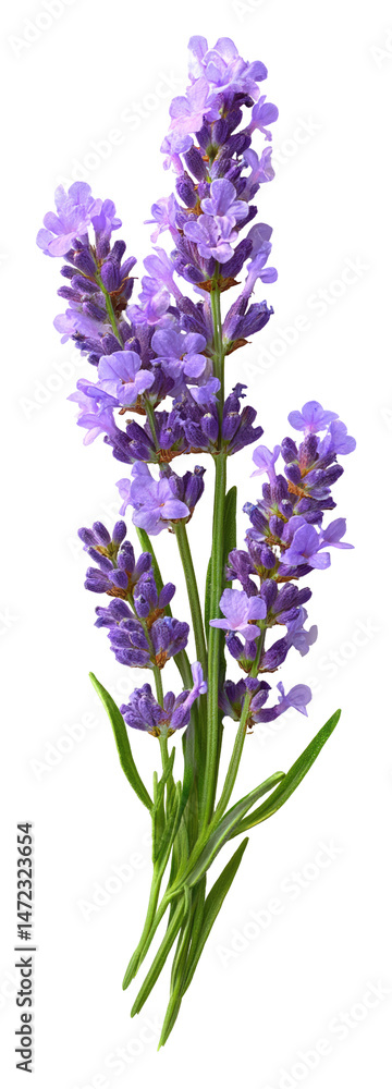 Naklejka premium Sprig of Lavender with Delicate Purple Flowers on Transparent Background