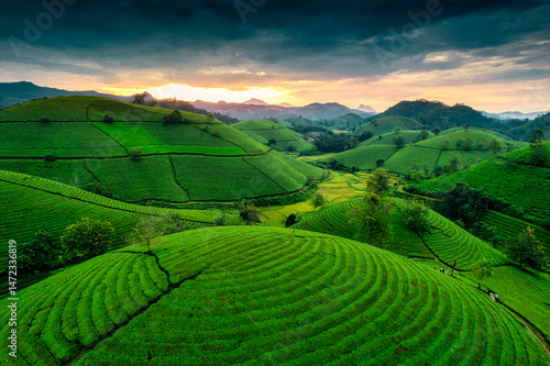 Lush green Long Coc tea plantation hill during harvest in the evening