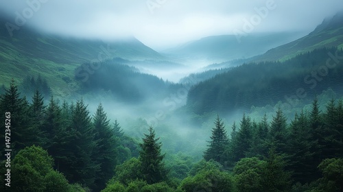 Misty valley with dense trees and hills covered in fog, creating an atmospheric landscape