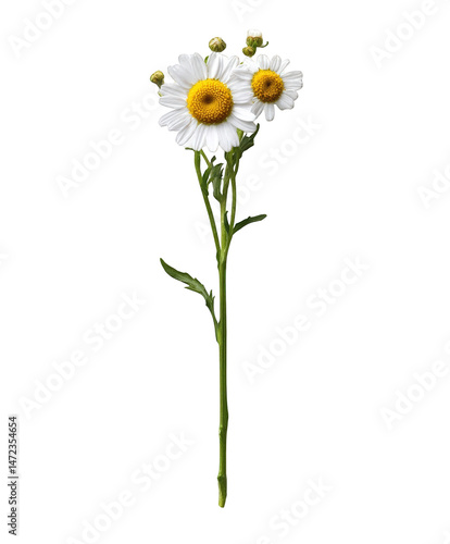 Three beautiful white daisies on a single stem isolated against a botanical photography shot daisy bloom on transparent background
