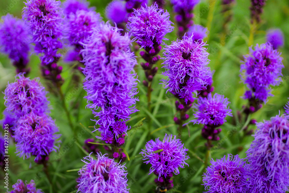 Obraz premium A bunch of purple flowers with green leaves. The flowers are in a field and are very pretty. Colors and shapes of nature concept. Summer bloom time.