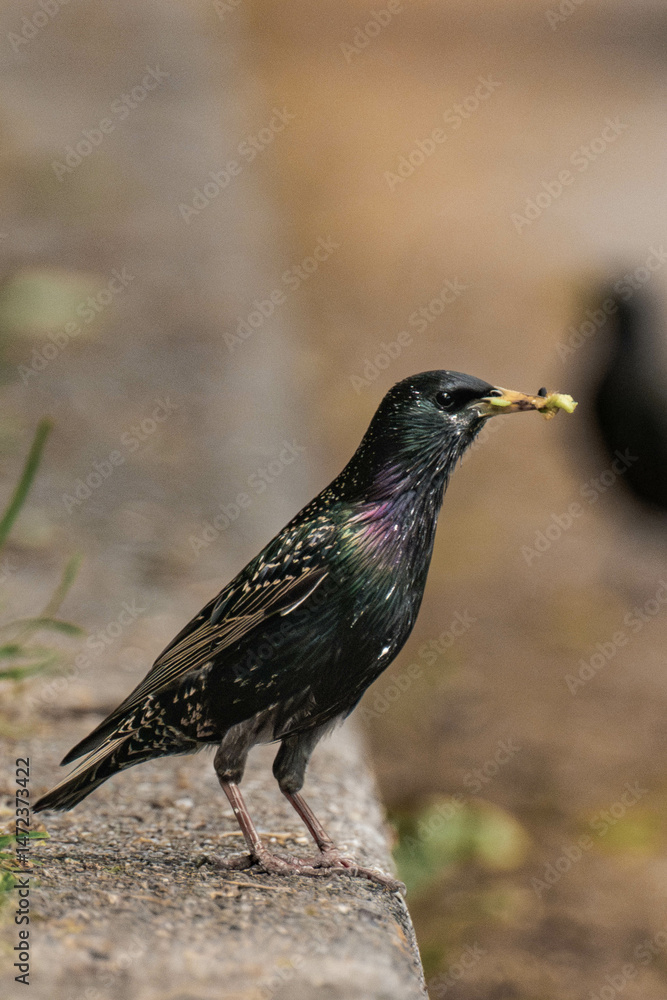Common starling (Sturnus vulgaris) with caterpillars in its beak. Common starling (Sturnus vulgaris) with caterpillars in its beak.