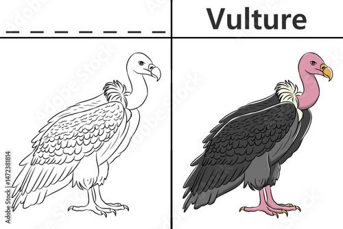 Vulture coloring pages for kids and learn to recognize letters, animal recognition cards media for various games in early childhood learning