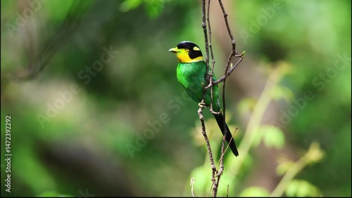 Long-tailed Broadbill