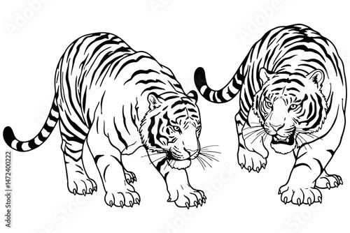 Vector illustration of two tigers in detailed line art style, one walking with head low and the other facing forward, showcasing muscular bodies and bold striped patterns.