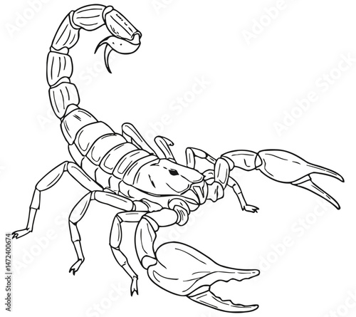 Line art vector illustration of a scorpion with raised pincers and curled tail, emphasizing its segmented body, claws, and venomous stinger in a defensive pose.