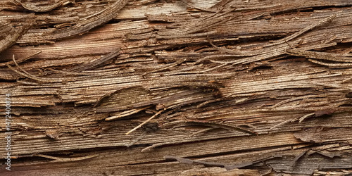 Old grapevine bark