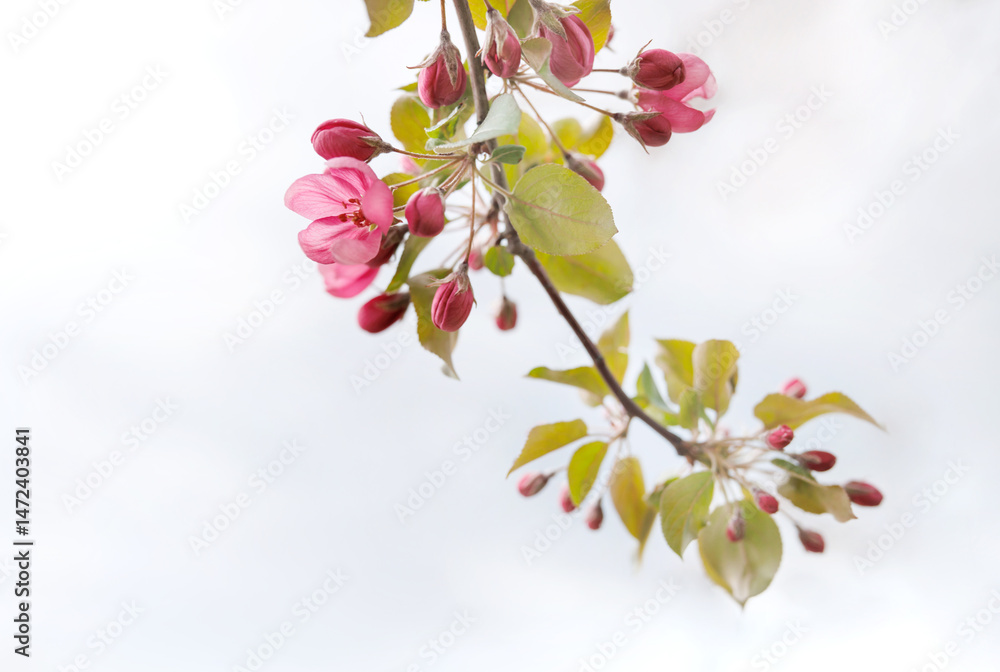 Naklejka premium Very beautiful blossoming apple tree. Delicate pink flowers of apple tree. Flower buds.