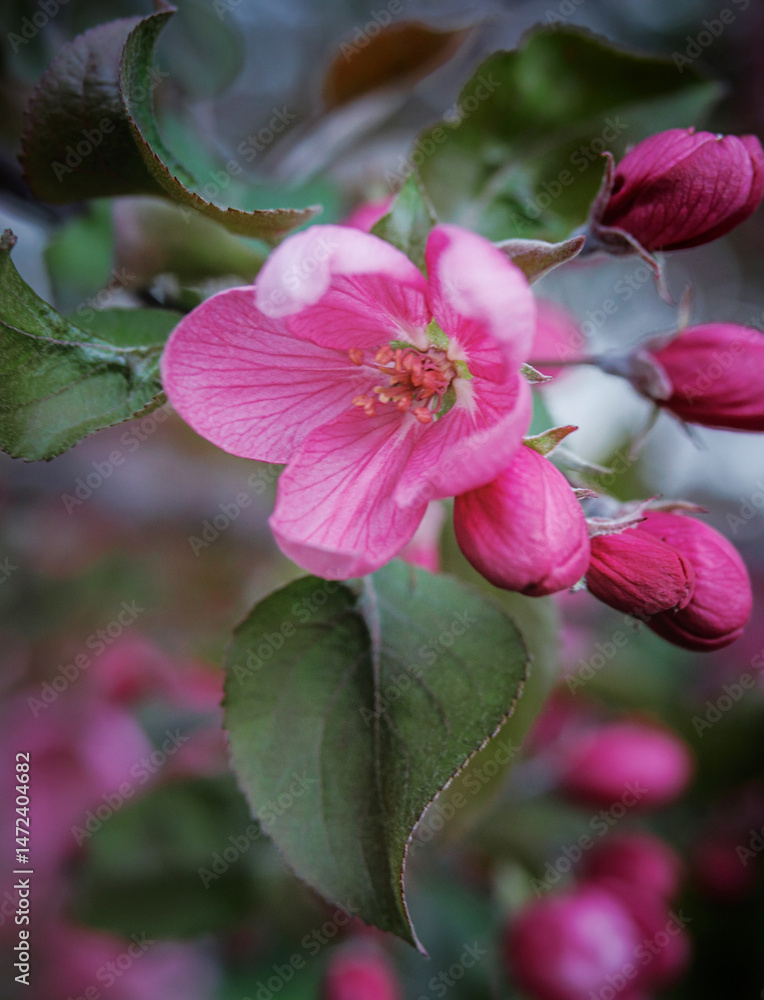 Obraz premium Very beautiful blooming apple tree. Delicate pink flowers of apple tree.