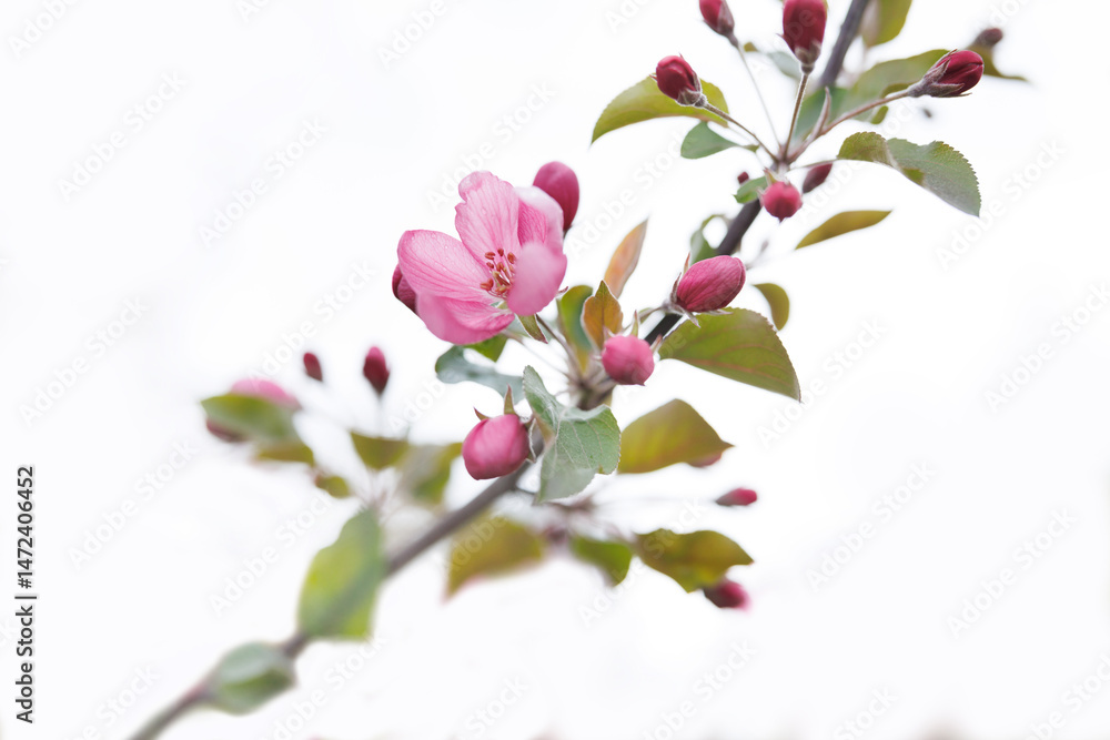 Obraz premium Very beautiful blossoming apple tree. Delicate pink flowers of apple tree. Apple tree in blossom.