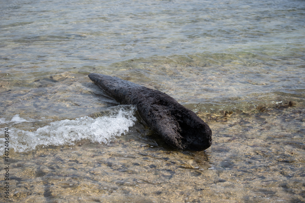 Obraz premium Driftwood on the beach in Trelawny, Jamaica 