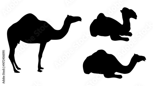 Vector silhouettes of full body of Camel, standing and sitting pose isolated. Pack animals in desert regions like Mecca and Africa.