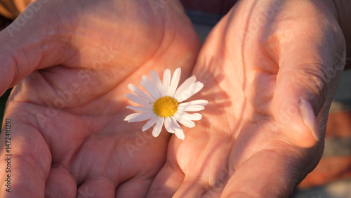 Close up of hands cradling delicate white daisy flower in sunlight. Demonstrates care, tenderness, and connection to nature. Suitable for themes of love, nature, and human touch