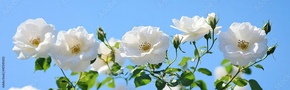 Obraz premium Closeup of several white roses blooming on a bush against a vibrant blue sky, showcasing their delicate petals and vibrant stamens. : Generative AI