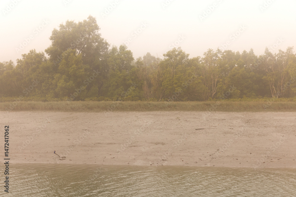 Naklejka premium Black-capped kingfisher in mangrove habitat at Sundarban tiger reserve, India