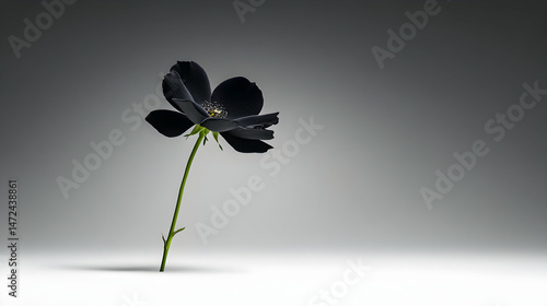 A single, dark rose elegantly poised against a muted gray backdrop