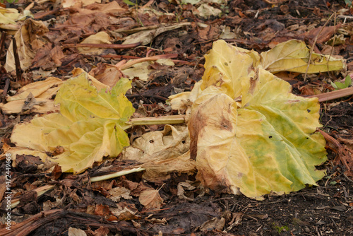 Rotting rhubarb plant leaves in an organic autumn garden